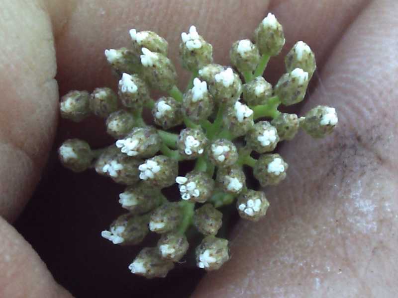 Achillea ligustica